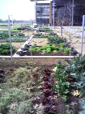 [mondavi garden 2.jpg]
