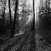 La forêt de Liffré près de Rennes.