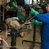Atelier d'épissure à la Coop du Guilvinec.