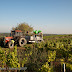 Vendanges des vieilles vignes du Semper Excelsior. Luneau-Papin.