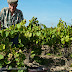 Monsieur Landron, 85 ans ancien vigneron.