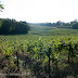 Vieilles vignes.