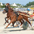 Course attelée à l'hippodrome de la baie du Kernic de Plouescat le 5 août 2010.