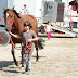 Hippodrome du Kernic, Plouescat, jeudi 5 Aout 2010.
