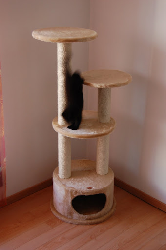 http://lh4.ggpht.com/_L6VrWwANGcw/SkpgxhKHl6I/AAAAAAAACCI/Lz_kJTZheq4/s512/DSC_0521.JPG