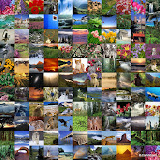 WebshotsDailyPhotos200804