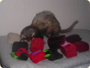 ferretpresentsteal