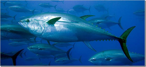 tuna-school-live-swimming-ocean