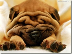 foto_cani_337 foto_cani_337