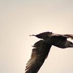 aIMG_0522.jpg