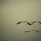 aIMG_0525.jpg