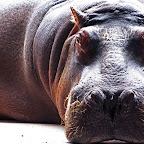 hippo.jpg