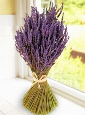 [lavender[3].jpg]