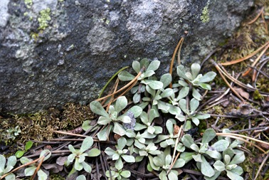 Ground Cover-1