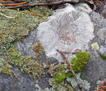 Lichen & Moss