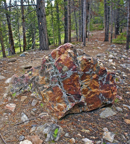 [Rock Lichen[2].jpg]