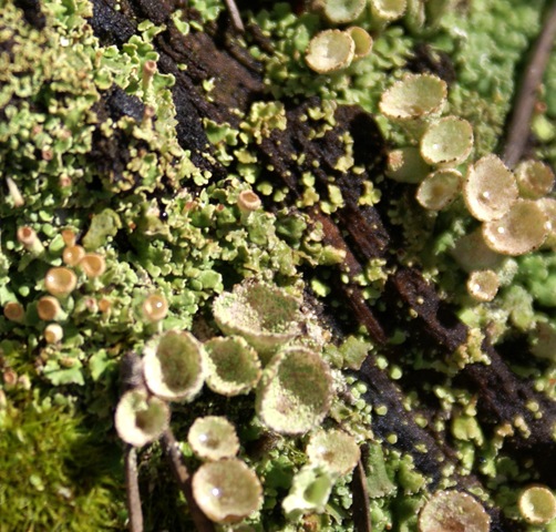 [Lichen Cups[2].jpg]
