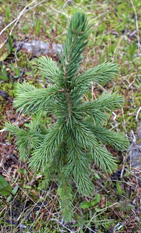 [Seedling[2].jpg]