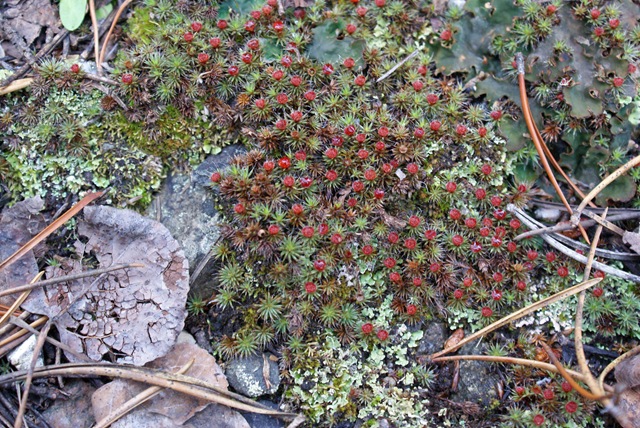 [Red Moss[2].jpg]