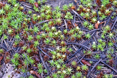 Ground Cover