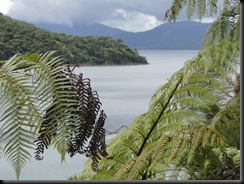 09-12-06-Queen Charlotte Track-2209