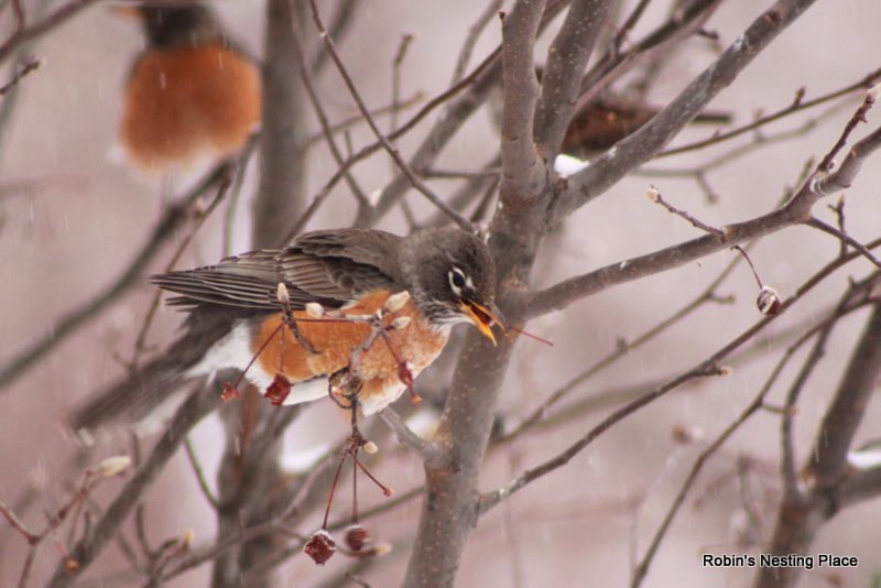 ROBINS NESTING PLACE So Many Robins