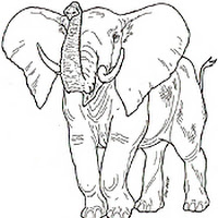 Mamíferos (204).jpg