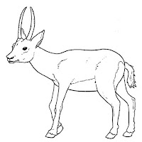 Mamíferos (130).jpg
