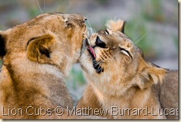 lion_cubs
