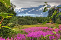 fireweed, glacier, Juneau, Mendenhall Glacier
