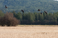 Canada geese, Creamer's Field, Fairbanks, Alaska