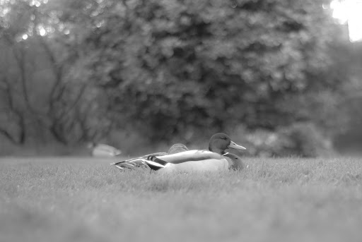 20090522-DSC_0040