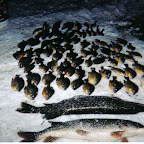fish8.jpg