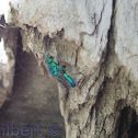 Cuckoo Wasp