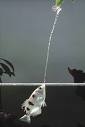 Archer fish