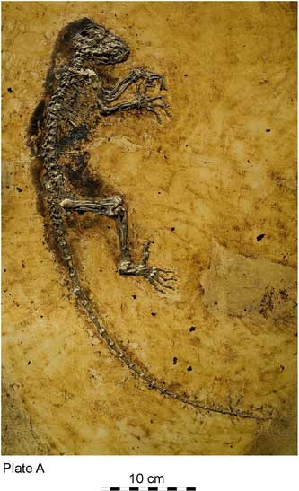 darwinius-masillae.jpg