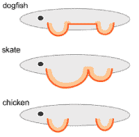 msx1_dogfish_skate_chicken.gif