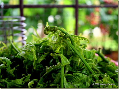 paku fern paku fern
