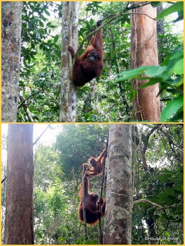 [Semenggoh mother and infant orangutan 3[2].jpg]