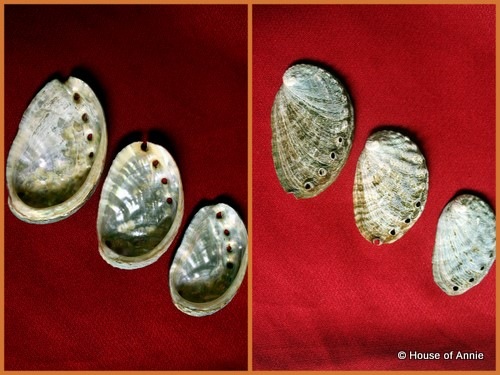[KCC Farmers Market Kona Coast Abalone shells[2].jpg]