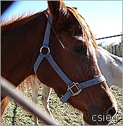 feb 21  (10) ALI's Horses and Property 044