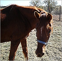 feb 21  (10) ALI's Horses and Property 043