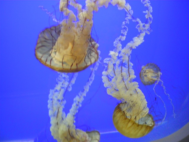 [Sea Nettles[2].jpg]