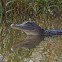 American Alligator
