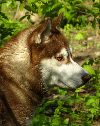 Качена снимка