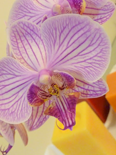 Orquidea