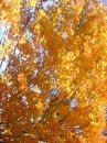[fall[4].jpg]
