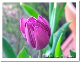 tn_2010-05-01 Tulips (6)_edited-1