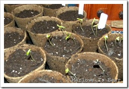 tn_2010-03-14 Seedlings for my Garden (10)