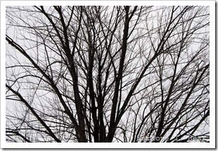 tn_2011-02-13 Winter (3)_edited-1